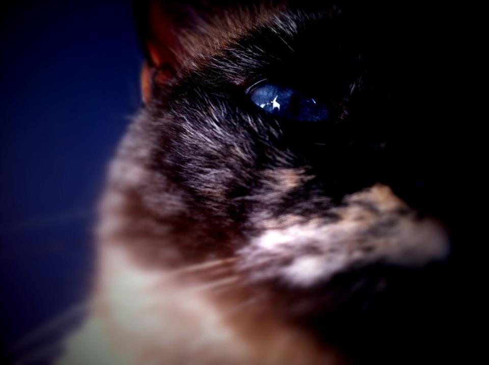 Moka, a.k.a. 'Mochi', our little helper Moka, a.k.a. 'Mochi', our little helper
